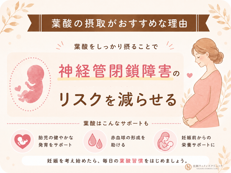 葉酸を摂ると神経管閉鎖障害のリスクを減らせる